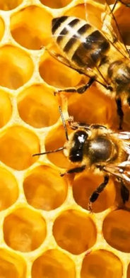 Bees on a honeycomb